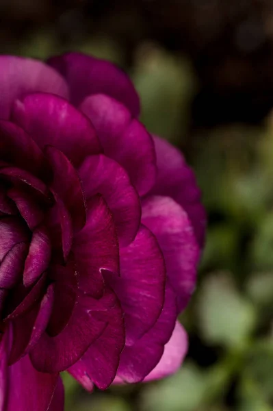 Bird Eye View Burgundy Ranunculus Petals Spring Garden — Stock Photo, Image