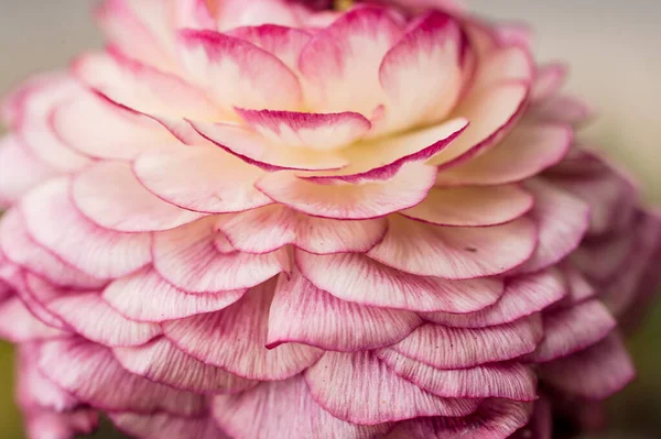 분홍빛 꽃잎이 — 스톡 사진