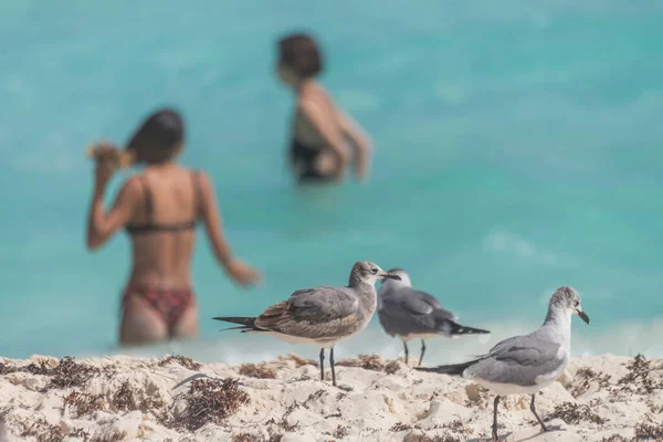 Seagulls Watching Female Girl Tourists Bath Caribbean Sea — Fotografia de Stock