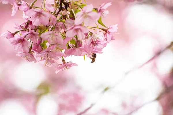 Abelhas Sugando Néctar Flores Cereja — Fotografia de Stock