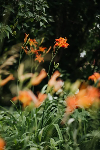 여름에 뒷마당에 오렌지 백합을 사진찍는 — 스톡 사진