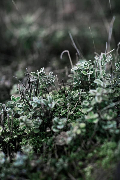 Jagoda Mrozie Zielona Natura Mchem — Zdjęcie stockowe