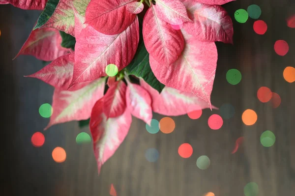 Rode Poinsettia Plant Met Kleurrijke Holiday Light Overlay — Stockfoto