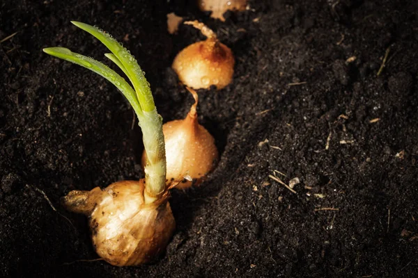 Bereketli topraklarda soğan yetiştirmek için soğan..