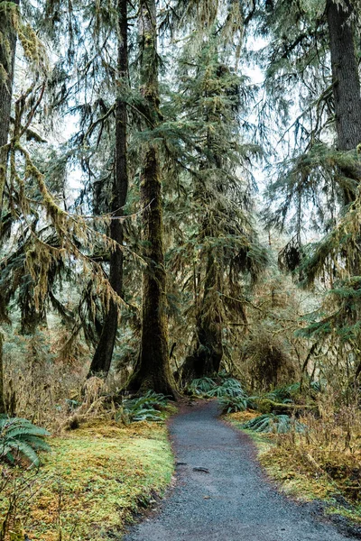Olimpik Milli Parkı Hoh Rainforest içinde iz