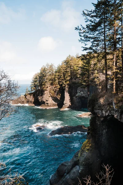 Cape Pohpohlama 'nın okyanusundaki uçurumlarda büyüyen ağaçlar