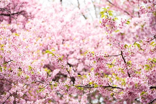 我发现很多Kawazu樱花盛开 — 图库照片