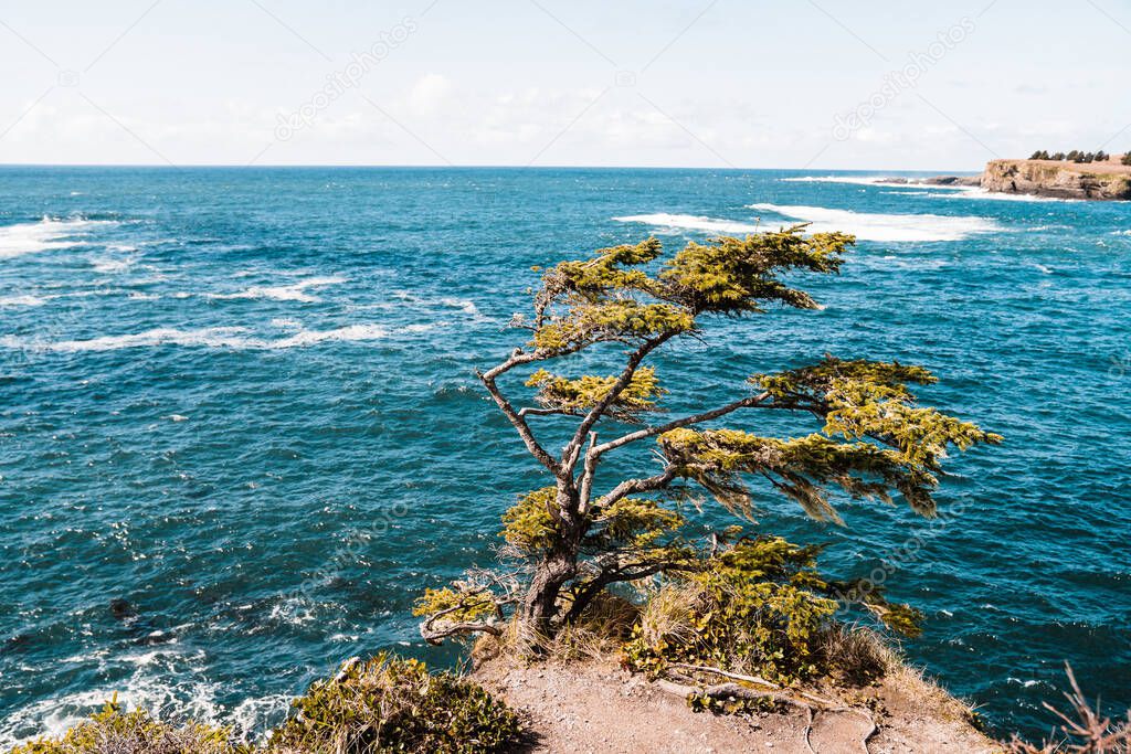 Windblown tree on Cape Flattery in Washington