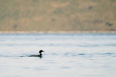 Puget Sound 'da sıradan bir ahmağın yan görüntüsü
