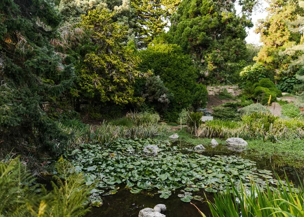 Damm Med Lily Pads — Stockfoto