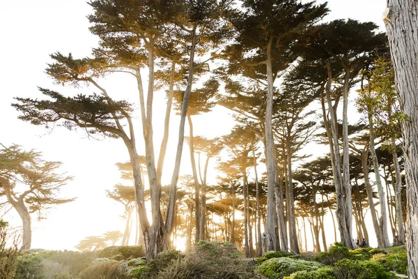 土地上的树木以旧金山为终点 — 图库照片
