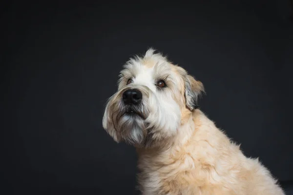 Close Portret Van Een Wheaten Terrier Hond Tegen Een Zwarte — Stockfoto