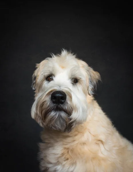 Close up portrait of a wheaten terrier dog against a black background.