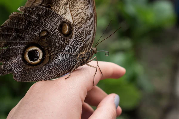 Primer Plano Una Mariposa Con Ojos Búho Una Mano Humana — Foto de Stock