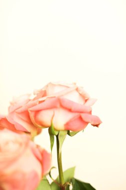 Pembe güller, bir buket çiçek yakın plan, makro fotoğraf.