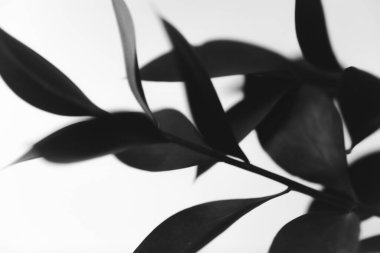 siyah ve beyaz çiçekler ve bitkiler, siyah arkaplanda çiçekler