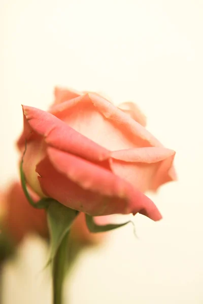 郁郁葱葱的粉红玫瑰 花束的特写 宏观照片 — 图库照片
