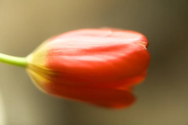 抽象的な植物相の背景 赤いチューリップのクローズアップ — ストック写真