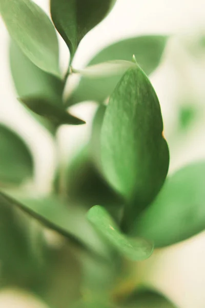 Enkel Grön Bakgrund Växter Färska Gröna Grenar Ruscus — Stockfoto