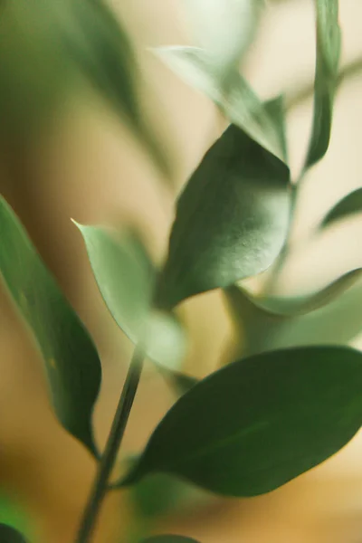 Fondo Verde Simple Plantas Ramas Verdes Frescas Ruscus — Foto de Stock