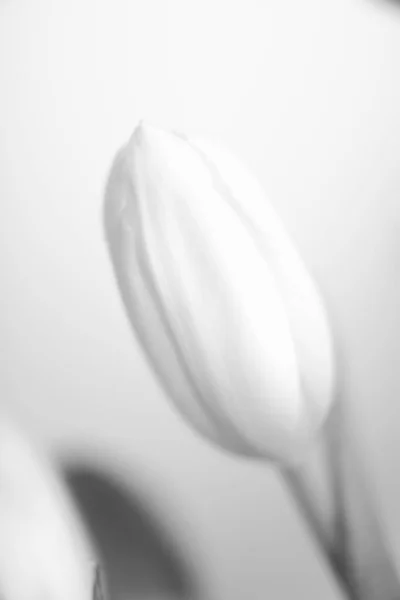 Черно Белое Художественное Фото Свежих Тюльпанов — стоковое фото