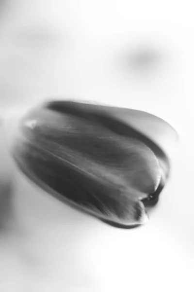 Красиве Чорно Біле Мистецтво Фото Свіжих Тюльпанів — стокове фото