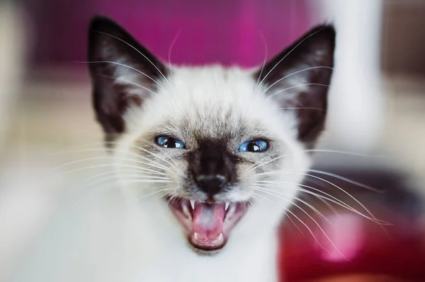 Siamese Kitten Yawns Meows Βρυχάται Στην Κάμερα Μπλε Μάτια — Φωτογραφία Αρχείου
