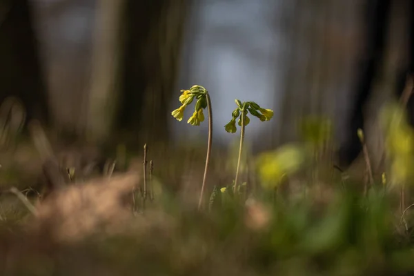 Primula Elatior Ανοιξιάτικο Λουλούδι Στη Φύση — Φωτογραφία Αρχείου