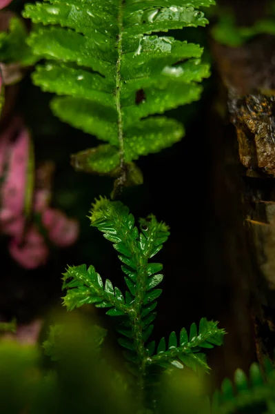 Зелене Вологе Листя Тераріумі — стокове фото