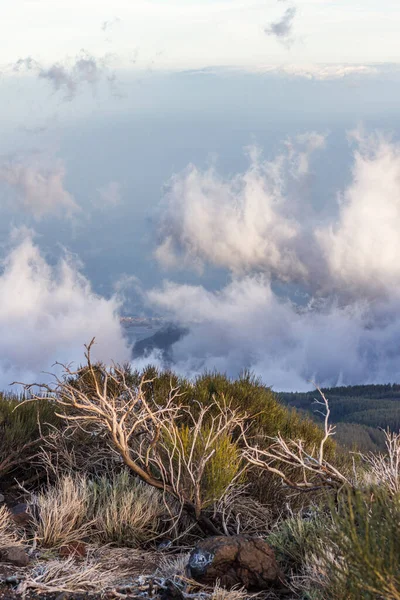 Teide Broom Winter Canary Islands — стоковое фото