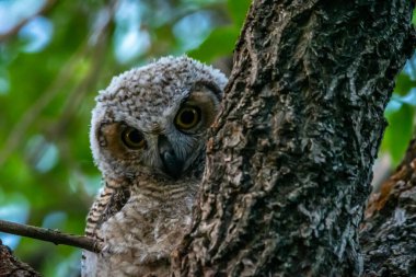 Kuzey Amerika 'da bir ağacın tepesinde oturan küçük bir baykuş.
