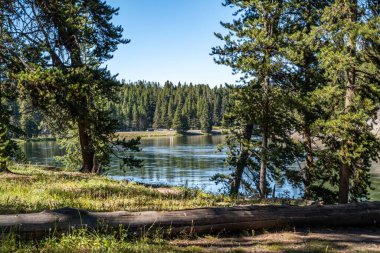 Parkın koruma alanındaki destansı orman manzarası.