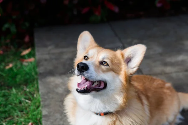 Primer Plano Perro Corgi Sentado Mirando Fuera Cámara —  Fotos de Stock