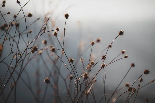 Gray Mistige Ochtend Winterstruik Bend Oregon — Stockfoto