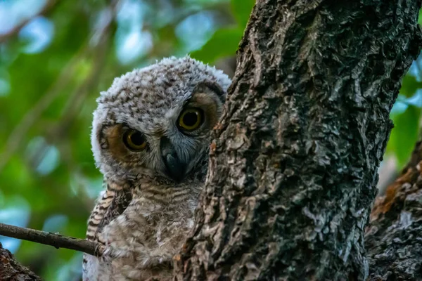 Small Owl Native Northern America Sitting Top Tree — Stock Photo, Image