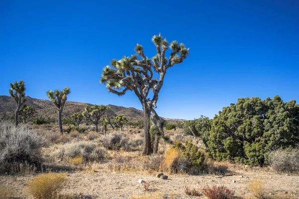 Grande Albero Yucca Verde Nel Sud Est Della California Situato — Foto Stock