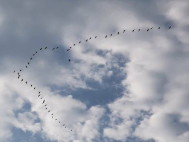 V-oluşumunda Uçan Kuşlar sürüsü.