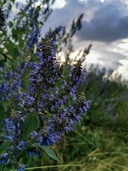 Sonnenuntergang Der Natur Mit Lila Blüten — Stockfoto