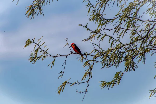 一羽の赤い鳥が木の枝に立っている — ストック写真