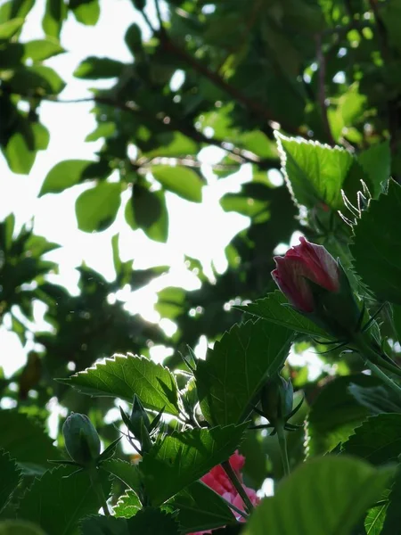 Rózsaszín Tulipán Virágok Fogadó Napfény — Stock Fotó