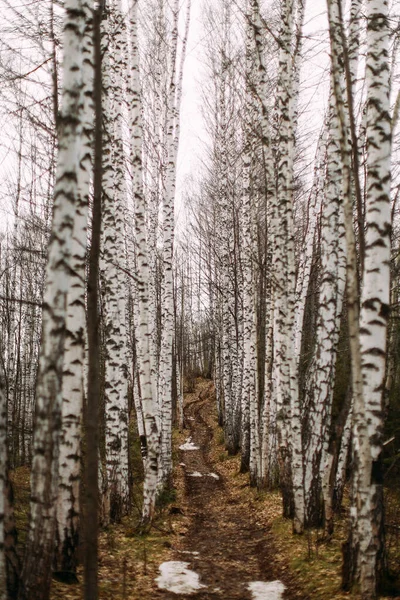 Zware Bomen Heldere Lucht — Stockfoto