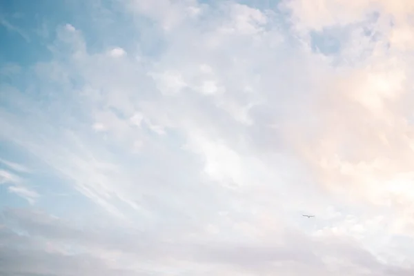 Nuvens Praia Etéreas Azuis Rosa Com Pássaro Solitário Voando — Fotografia de Stock