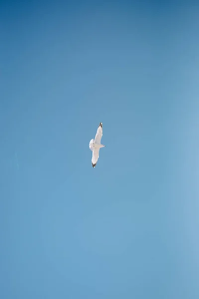 青い空を飛ぶカモメが一羽 — ストック写真