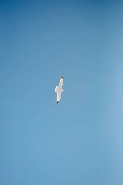 Mavi Gökyüzünde Uçan Bir Martı — Stok fotoğraf