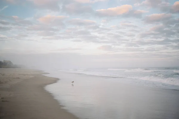 一只小鸟停在粉色和蓝色的天空边 卡罗莱纳海滩 — 图库照片