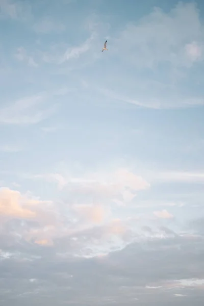 Gaivota Voando Através Céu Pastel Rosa Azul Carolina Beach — Fotografia de Stock