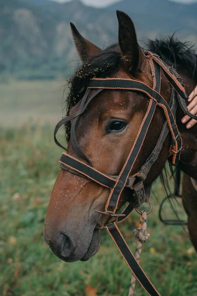 Επικεφαλής Της Ένα Καφετί Άλογο Στο Λουρί — Φωτογραφία Αρχείου
