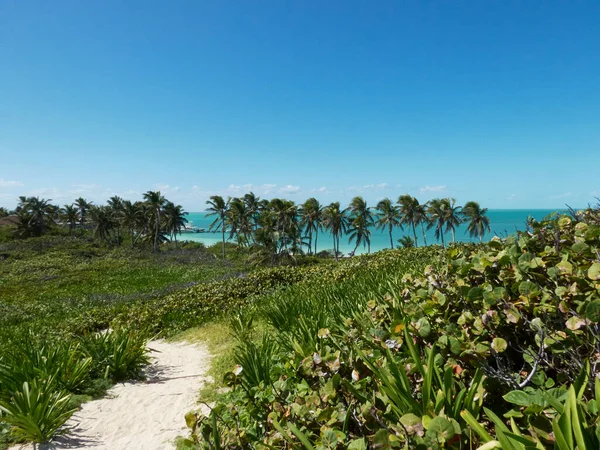 Beach Landscape Palm Trees Vegetation Lonely Paradise — Foto de Stock