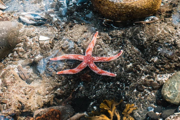 Red White Sea Star Tidepool — Stock Photo, Image