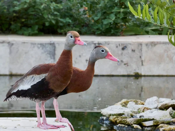 Par Patos Capturados Perfil — Fotografia de Stock